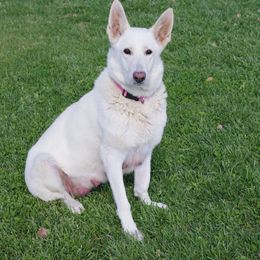 German Shepherds from Mercy's White Shepherds