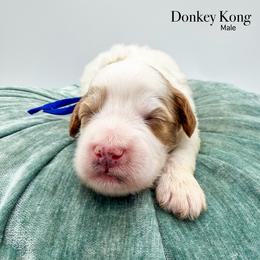 Donkey Kong - Parti male Goldendoodle puppy in Sunman, Indiana from Brunsman Country Doodles LLC