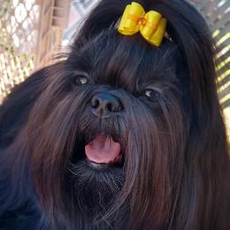 Baroness - Shih Tzu