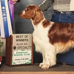Welsh Springer Spaniels from Chessy Creek Welsh Springer Spaniels
