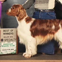 Welsh Springer Spaniels from Chessy Creek Welsh Springer Spaniels