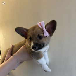 Pembroke Welsh Corgi Puppies from Mehling Corgis
