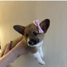 Pembroke Welsh Corgi Puppies from Mehling Corgis