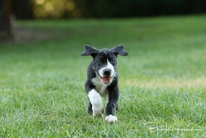 A Great Dane pup runs in the grass 