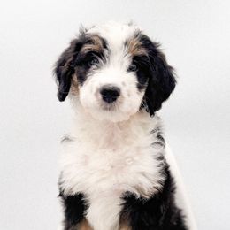 Julia - Tri-color female Bernedoodle puppy in Tipton, Indiana from Country Creek Doodles