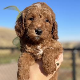 Meli's Yellow Male - Apricot male Goldendoodle puppy in Great Falls, Montana from Montana Goldendoodles