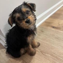 Yorkipoo and Yorkshire Terrier Puppies from Yorkie Oodle Doodle