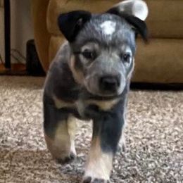 Australian Cattle Dogs from Back Country Cattle dogs