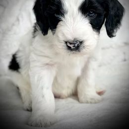 Bernedoodle, Goldendoodle, Poodle, and Sheepadoodle Puppies from Dapper Doodles
