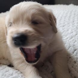 Golden Retriever Puppies from Southern Golden Retrievers
