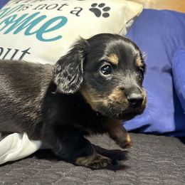 Bert - Dapple male Dachshund puppy in Tulsa County, Oklahoma from Willow Creek Miniature Dachshunds