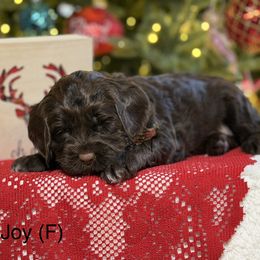 Joy (Hot Pink) - Chocolate female Australian Labradoodle puppy in Citrus Heights, California from Elite Blend Labradoodles
