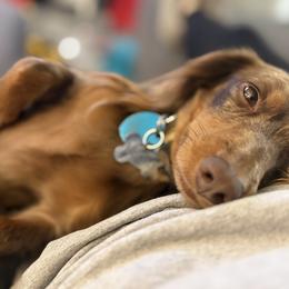 Dachshund All Grown Up from White Pine Weenies