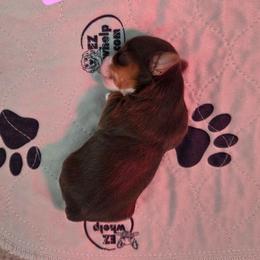 Fiona - Chocolate, tan and white female Yorkshire Terrier puppy in Clarksburg, Indiana from Hidden Gems Parti Yorkies