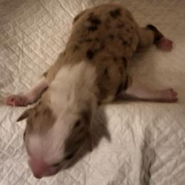 Boo - Red merle female Australian Shepherd puppy in Albany, Oregon from Red Cloud Australian Shepherds and DeGray Great Danes & Bulldogs
