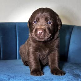 Green Collar - Chocolate male Labrador Retriever puppy in Somerset, California from Cantina Labs and Cavs