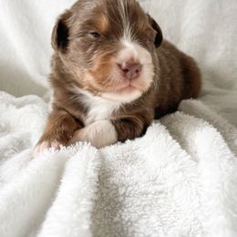Australian Shepherd Puppies from Burdock Hill Australian Shepherds
