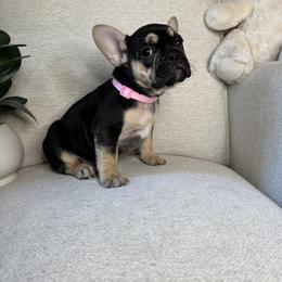Raven - Black and tan female French Bulldog puppy in Whitefish, Montana from Black Diamond Frenchies