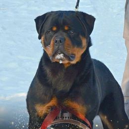 Rottweilers from Aliece's Rottweilers