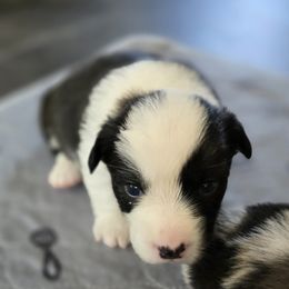 Cardigan Welsh Corgi Puppies from Savage Family Farm