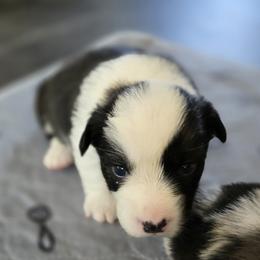 Cardigan Welsh Corgi Puppies from Savage Family Farm