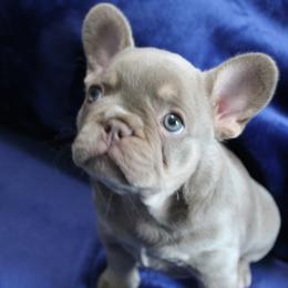 French Bulldog Puppies from R & S Frenchies
