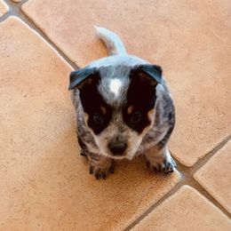 Australian Cattle Dog Puppies from Tin Roof Australian Cattle Dogs