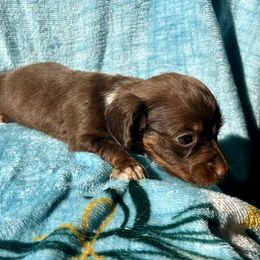 Ginger - Chocolate and tan female Dachshund puppy in Poplarville, Mississippi from Sarah’s Darling Dachshunds