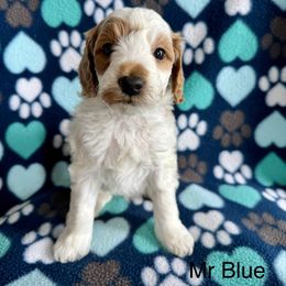 Mr Blue - Parti male Goldendoodle puppy in Lowville, New York from Valley View Doodles