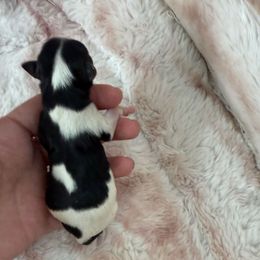 Boy 1 - Black tan and white male Biewer Terrier puppy in Lebanon, Oregon from SD99Biewers
