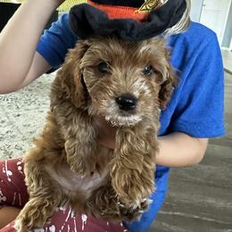 Cavapoo, Cockapoo, Goldendoodle, and Maltipoo Puppies from Perdue Puppies
