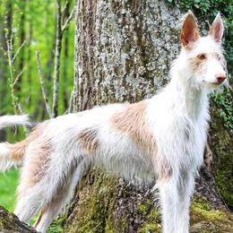 Ibizan Hounds from Altamira Wire Ibizan Hounds