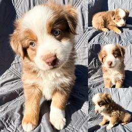 Red tri female 1 - Red tri female Miniature Australian Shepherd puppy in Brooker, Florida from Honey, I Shrunk the Aussies