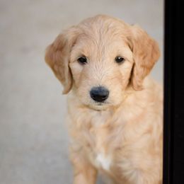 Goldendoodle and Sheepadoodle Puppies from Dewey Doodles