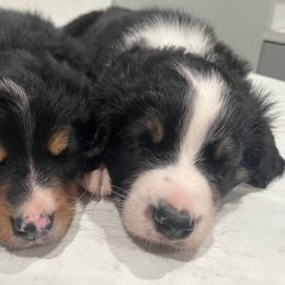 Bernedoodle Puppies from Cove Creek Companions