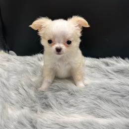 Kelly - Cream female Chihuahua puppy in Lee Center, New York from Alfheim-Andromeda Chihuahua's (A &A's)