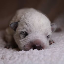 Australian Cattle Dog Puppies from Kanku