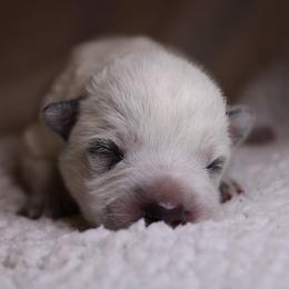 Australian Cattle Dog Puppies from Kanku