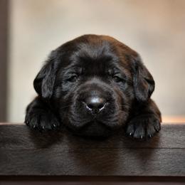 Labrador Retriever Puppies from Meritrust Labradors