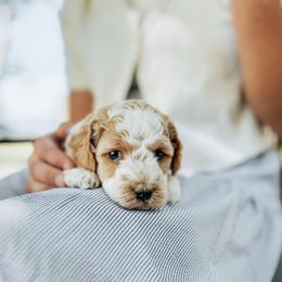 Simon - Lemon roan male Cockapoo puppy in Dixon, Montana from Super Z Kennels