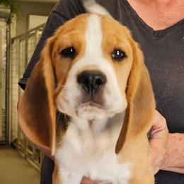 Boy 2 - Black tan and white male Beagle puppy in Greenville, South Carolina from Fairmont Beagles