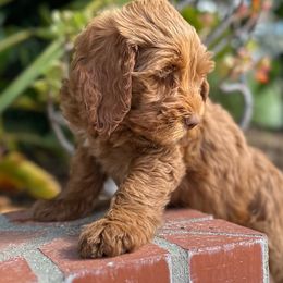 Sugar - Red Australian Labradoodle puppy in Riverside, California from Sycamore Canyon Labradoodle