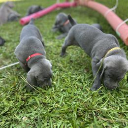 Weimaraner Puppies from Georgia Line Weimaraners