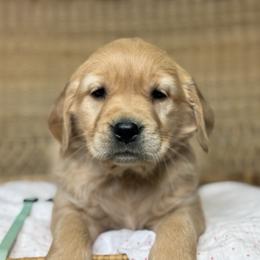 Miss Seafoam - Golden female Golden Retriever puppy in Tonasket, Washington from Denzil’s Goldens