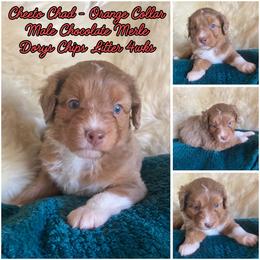 Cheetos - male Australian Mountain Doodle puppy in Port Orchard, Washington from Yukon Harbor Doodles