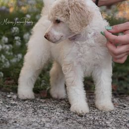 Poodle Puppies from Antigua Standard Poodles