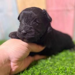 Bunni - Black female Miniature Schnauzer puppy in Lufkin, Texas from C&K’s Schnauzer House