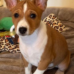 Taylan - Red and white Basenji puppy in Moreno Valley, California from Spitfire Basenjis