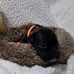 Orange - Brindle male Boxer puppy in Franklin, Georgia from Lakeside Kennels of Franklin