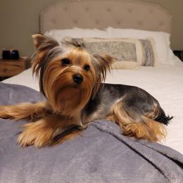 Breha - Yorkshire Terrier